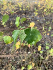Betula pendula