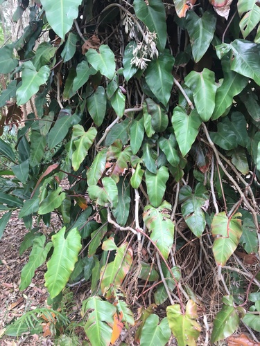 Philodendron erubescens