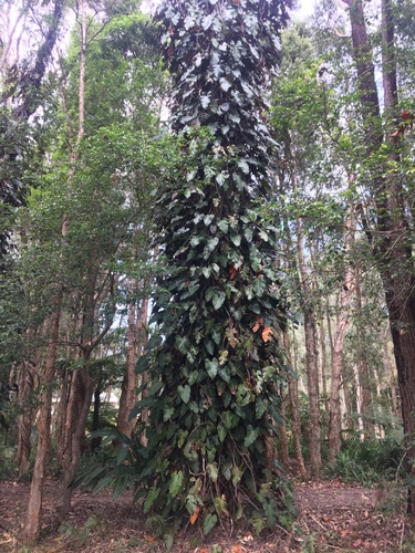 Philodendron erubescens
