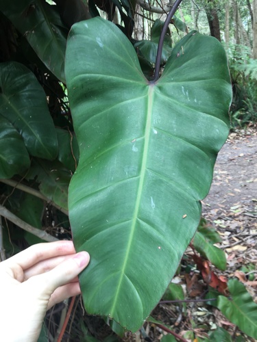 Philodendron erubescens