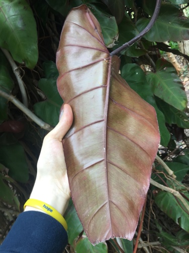 Philodendron erubescens