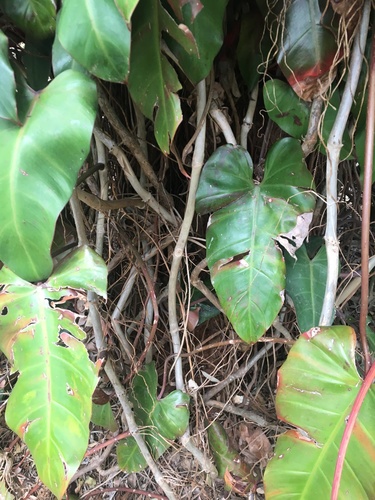 Philodendron erubescens