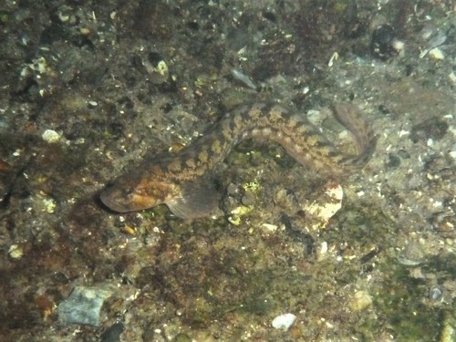 Viviparous Blenny