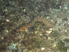 Viviparous Blenny photo 5