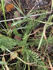 Achillea millefolium