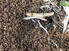 Camponotus festinatus