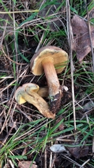 Xerocomellus cisalpinus