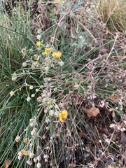 Potentilla argentea