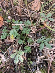 Potentilla argentea