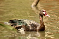 Spur-Winged Goose photo 6