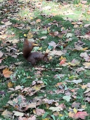 Sciurus vulgaris