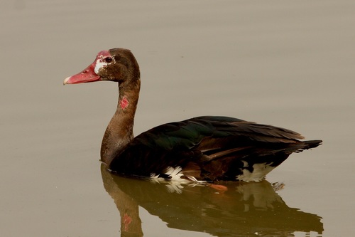 Spur-winged Goose