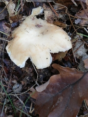 Fungi