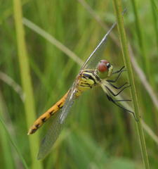 Sympetrum kunckeli