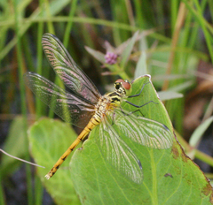 Sympetrum kunckeli
