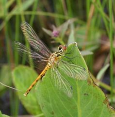 Sympetrum kunckeli