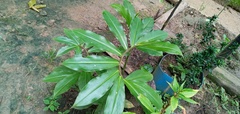 Costus spiralis