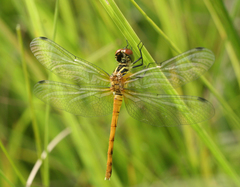 Sympetrum kunckeli
