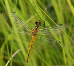 Sympetrum kunckeli