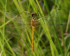 Sympetrum kunckeli