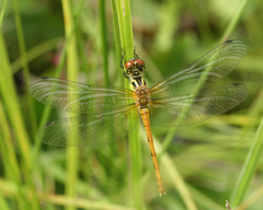 Sympetrum kunckeli