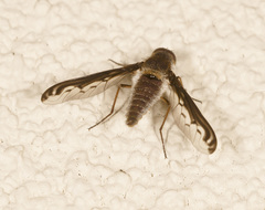 Aleucosia atherix