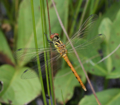 Sympetrum kunckeli