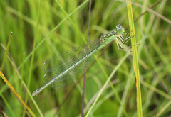 Paracercion plagiosum