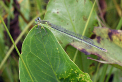 Paracercion plagiosum