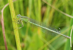 Paracercion plagiosum