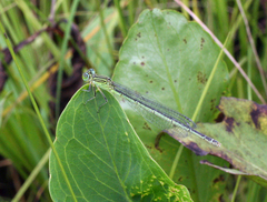 Paracercion plagiosum