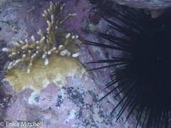 Millepora alcicornis image