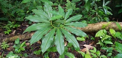 Costus spiralis