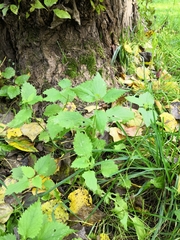 Magnoliopsida