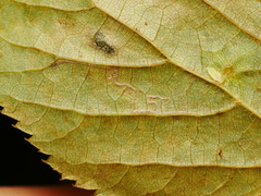 Stigmella tiliae