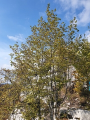 Ostrya carpinifolia