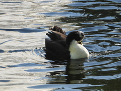 Anas platyrhynchos domesticus