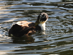 Anas platyrhynchos domesticus