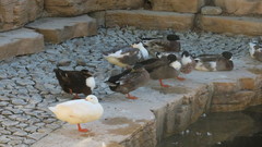 Anas platyrhynchos domesticus