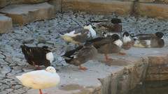 Anas platyrhynchos domesticus
