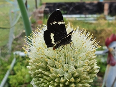 Platagarista macleayi