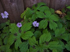 Geranium versicolor