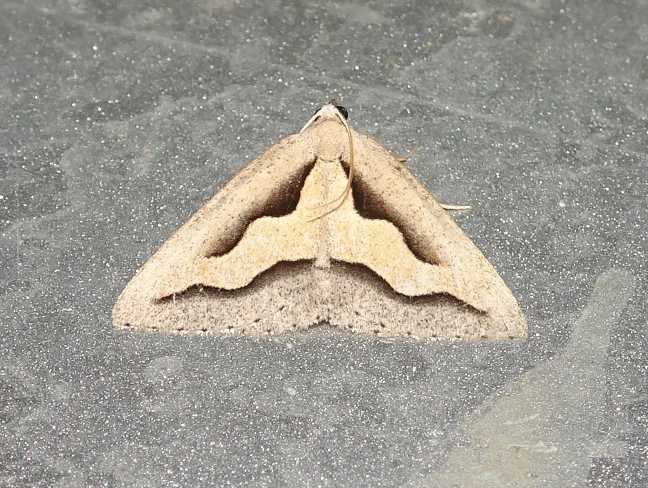 Oenochrominae