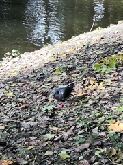 Columba livia domestica