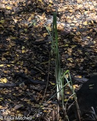 Cyperus alopecuroides