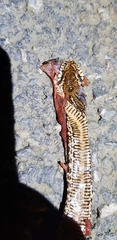 Elaphe schrenckii