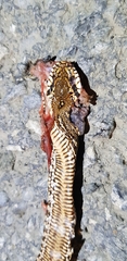 Elaphe schrenckii