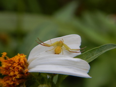 Thomisidae