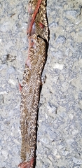 Elaphe schrenckii