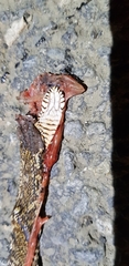 Elaphe schrenckii